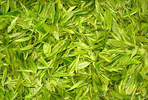 长沙绿茶烘干机价格
